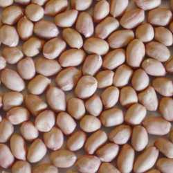 Manufacturers Exporters and Wholesale Suppliers of Ground Nuts Mahuva Gujarat